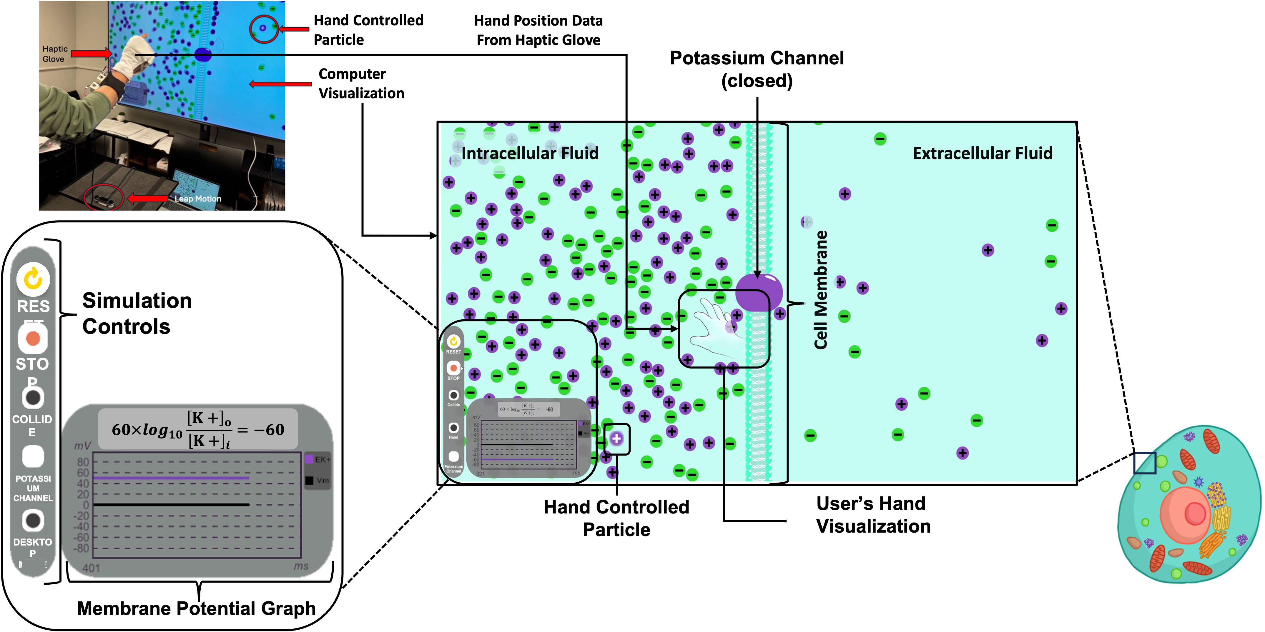 Beyond the Screen: Gestural Perspective-Taking with a Biochemistry Simulation